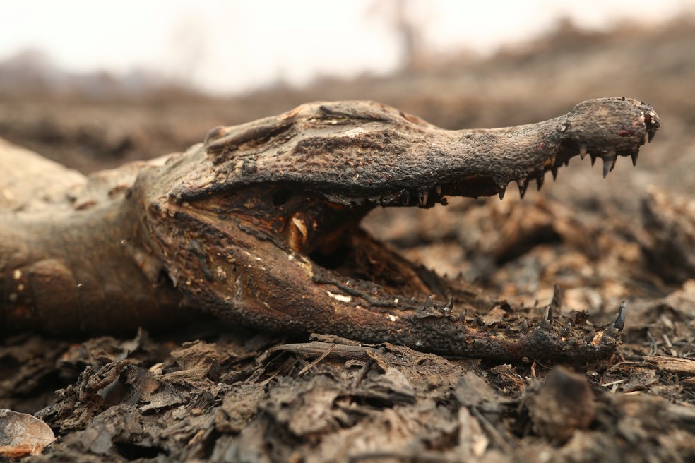 Foto mostra jacaré morto em uma área queimada do Pantanal em Poconé (MT), no dia 31 de agosto — Foto: Amanda Perobelli/Reuters