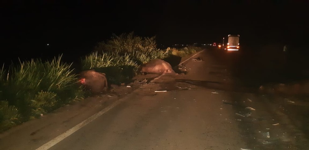 Segundo a PRF, animais haviam fugido de fazenda localizada nas proximidades da rodovia. — Foto: Divulgação/PRF-MA