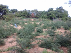 Plantação de maconha foi erradicada em Orocó  (Foto: Divulgação / Polícia Militar)