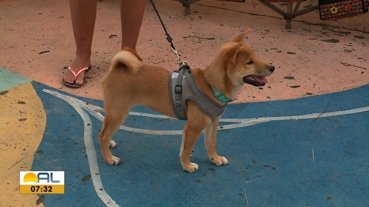 Gripe em cães e gatos: saiba como cuidar da saúde dos animais de estimação no período chuvoso |  Alagoas