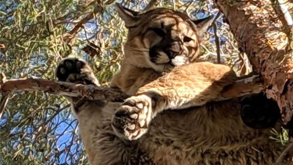 Bombeiros foram chamados para resgatar 'gato gigante', mas quando chegaram, viram que se tratava de um puma, ou leÃ£o da montanha. â€” Foto: California Department of Fish and Wildlife/BBC