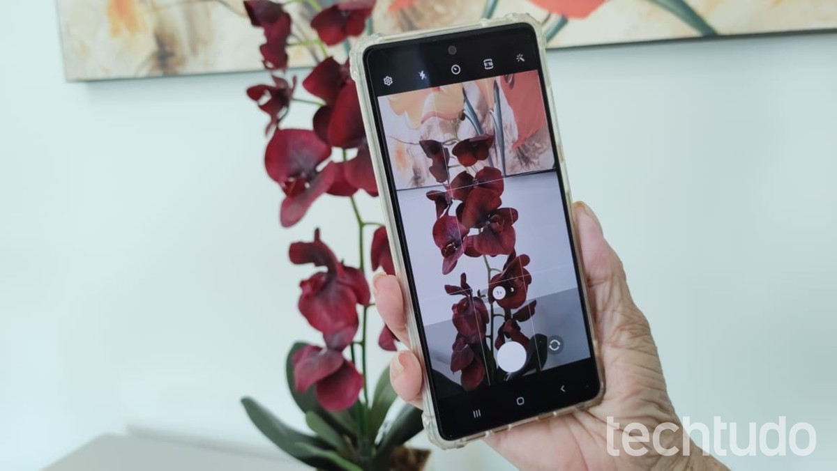 LeafSnap ajuda a identificar, listar e cuidar de plantas; saiba usar