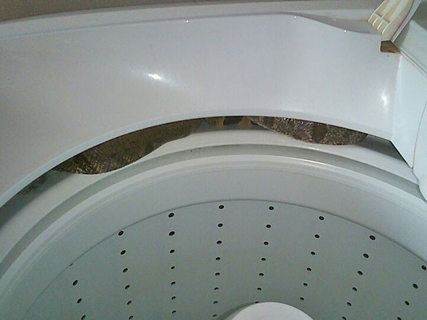 Jiboia de 1,6 metro achada em máquina de lavar no DF (Foto: João Bosco/Arquivo pessoal)
