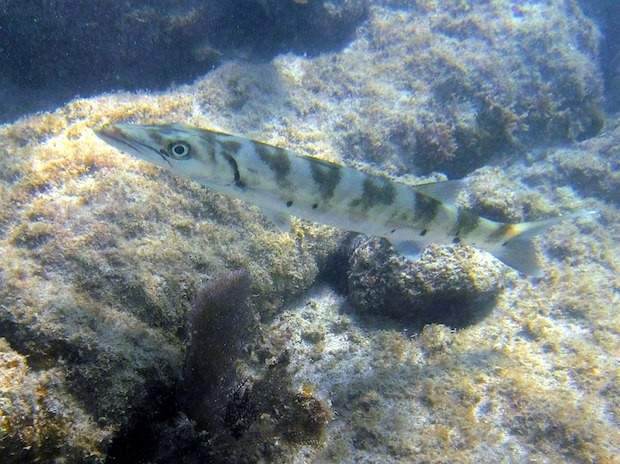 Barracuda - Sphyraena barracuda (Foto: Roban Kramer / Wikimedia Commons / CreativeCommons)