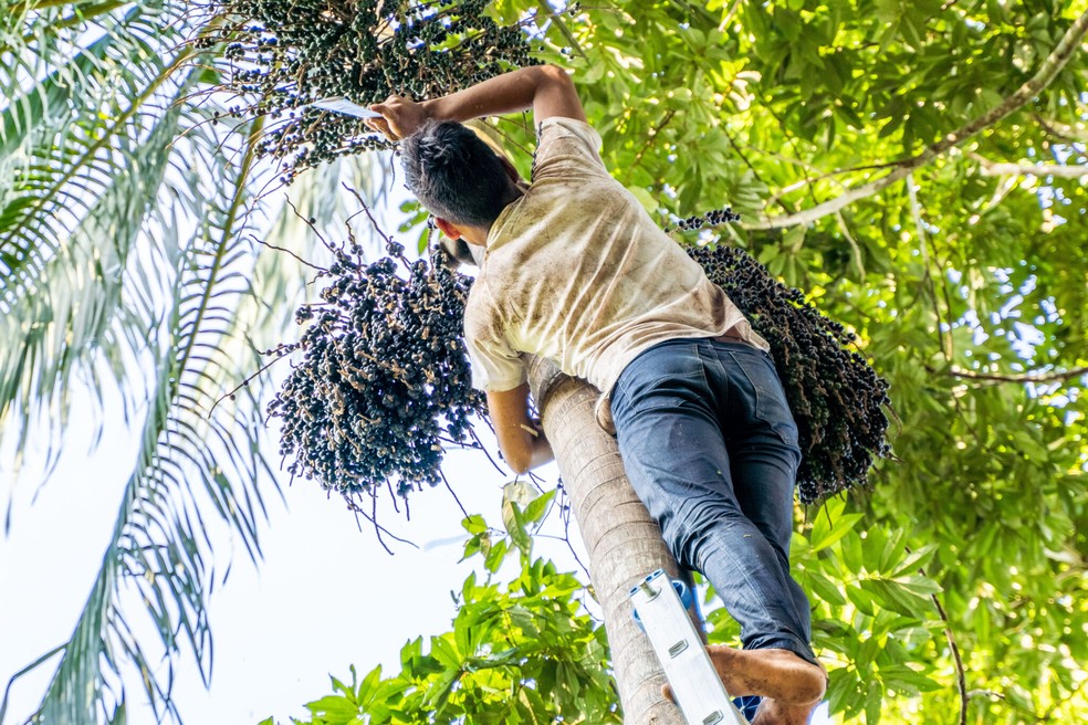 Na Apiwtxa, por exemplo, essa iniciativa foi responsável pelo reflorestamento de quase toda a área da aldeia — Foto: Arison Jardim/Arquivo pessoal 