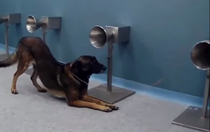 Estudo demonstrou que cães são capazes de detectar covid-19 (Foto: Reprodução/EnvA)