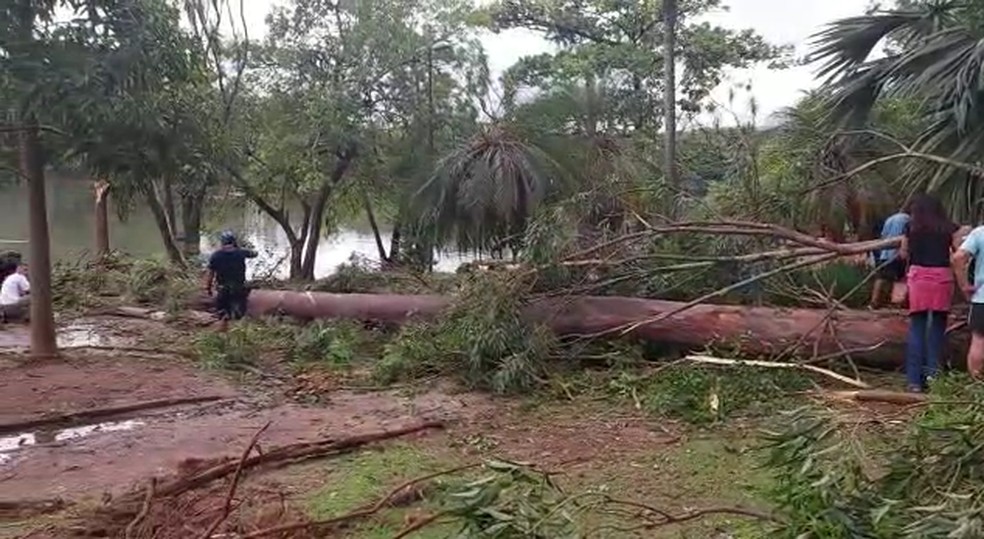 Árvore caída na Lagoa do Taquaral, em Campinas — Foto: Valéria Hein/CBN Campinas