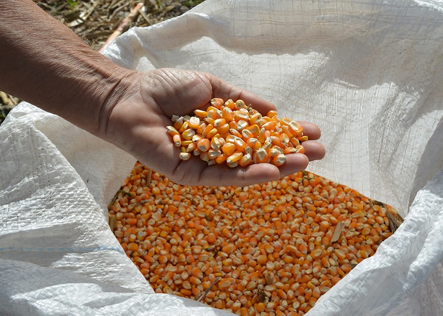 Grãos de milho na mão com saco carregado ao fundo (Foto: Guilherme Viana)