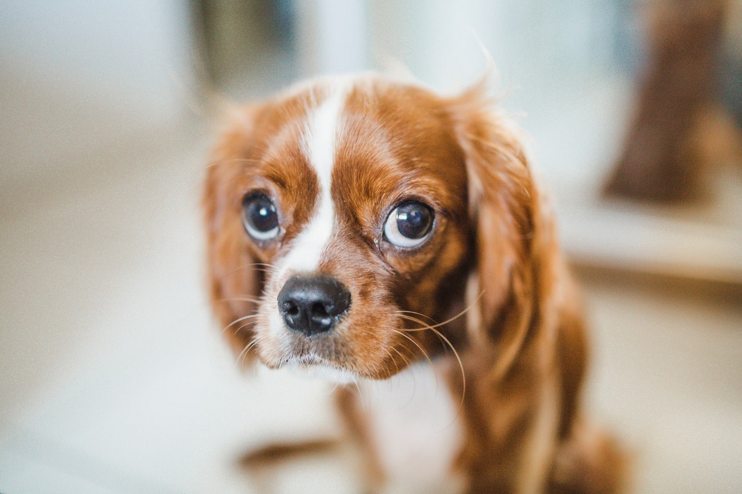 Outras doenças comuns da idade avançada podem provocar catarata nos cães (Foto: Unsplash/ CreativeCommons)