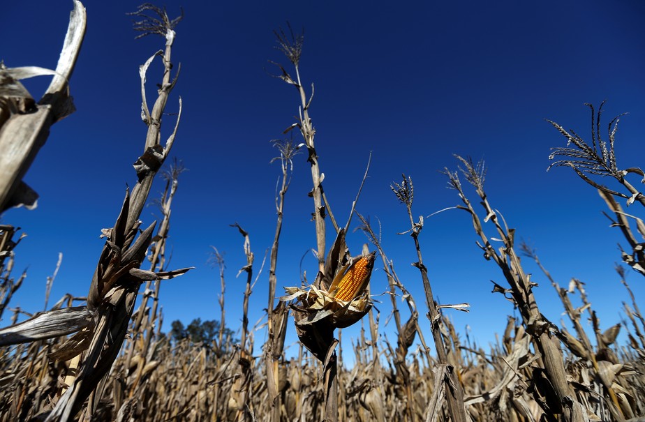 Desde meados de 2022 a Argentina registra graves perdas devido à seca que atingiu o país