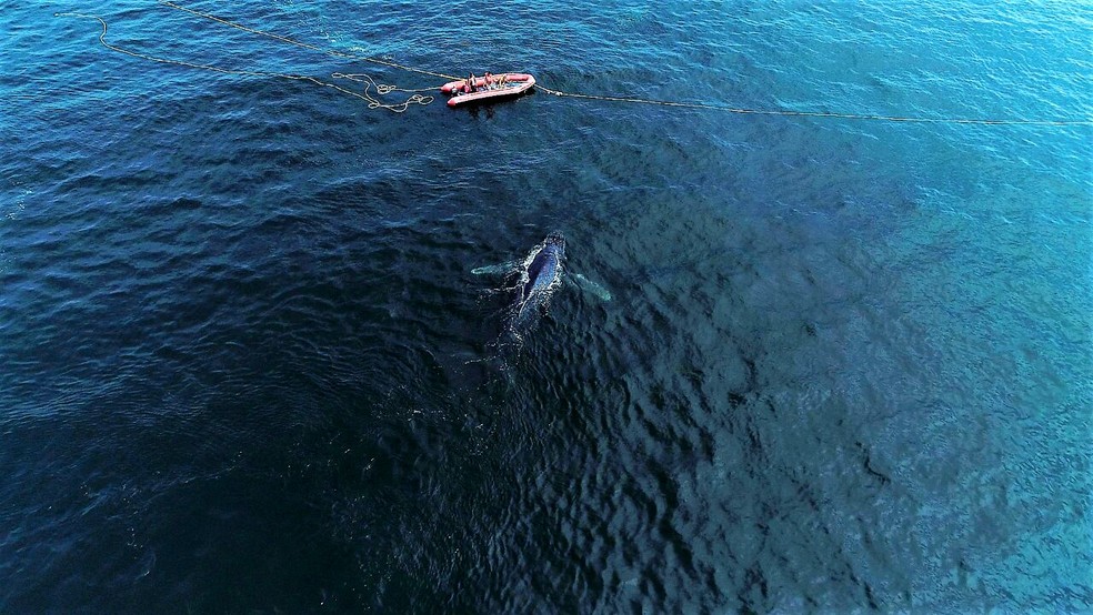 Baleia nada em direção ao mar aberto após ser desencalhada em Arraial (Foto: Marcelo de Lima/Arquivo Pessoal)