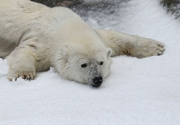 Visão  Urso-polar: o guerreiro do gelo