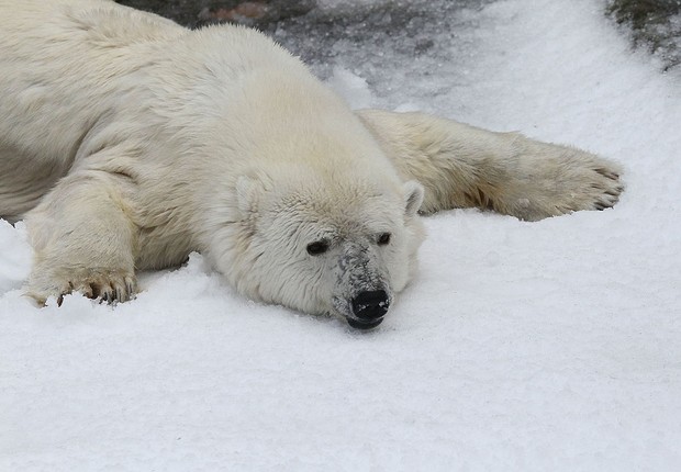 Ataque de urso polar: pensei que era o fim