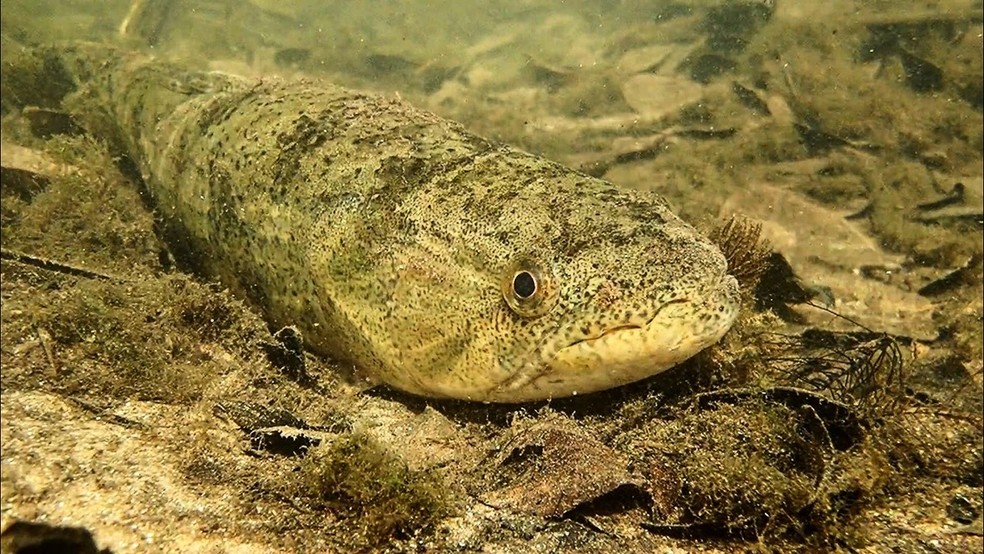 Peixes que alimentam de itens de fundo dos rios também será afetada negativamente. — Foto: Tai Strietman/Foto