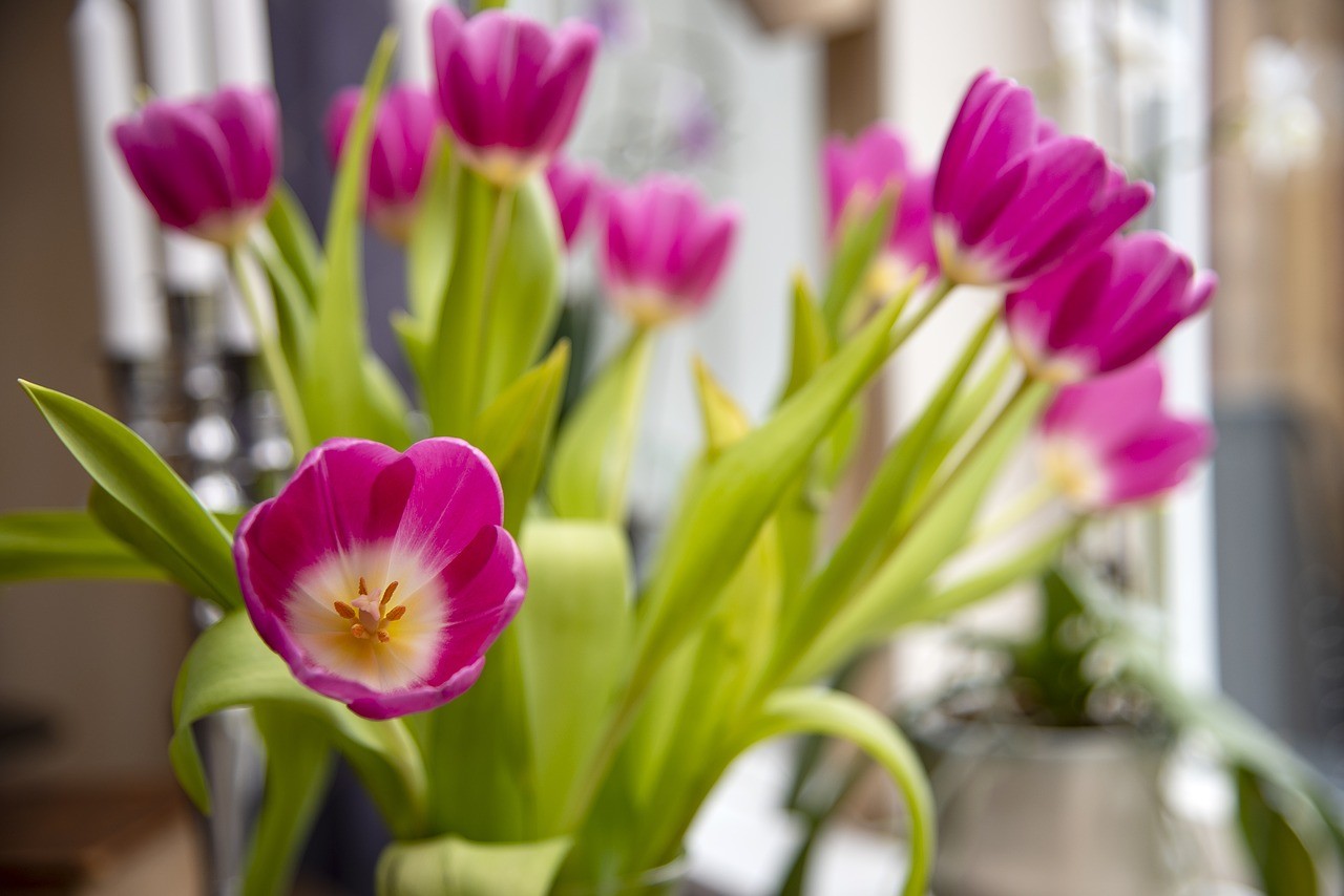 Confira dicas para inserir flores da primavera pela casa! (Foto: Pixabay / Marie Sjödin / CreativeCommons)