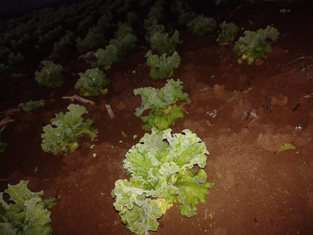 Geada atingiu plantação de hortaliças, em Ponta Grossa — Foto: Adriano Girelli