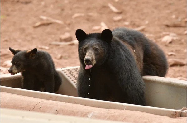 Dois ursos neste verão no Arizona — Foto: George Andrejko/Arizona Game and Fish Department