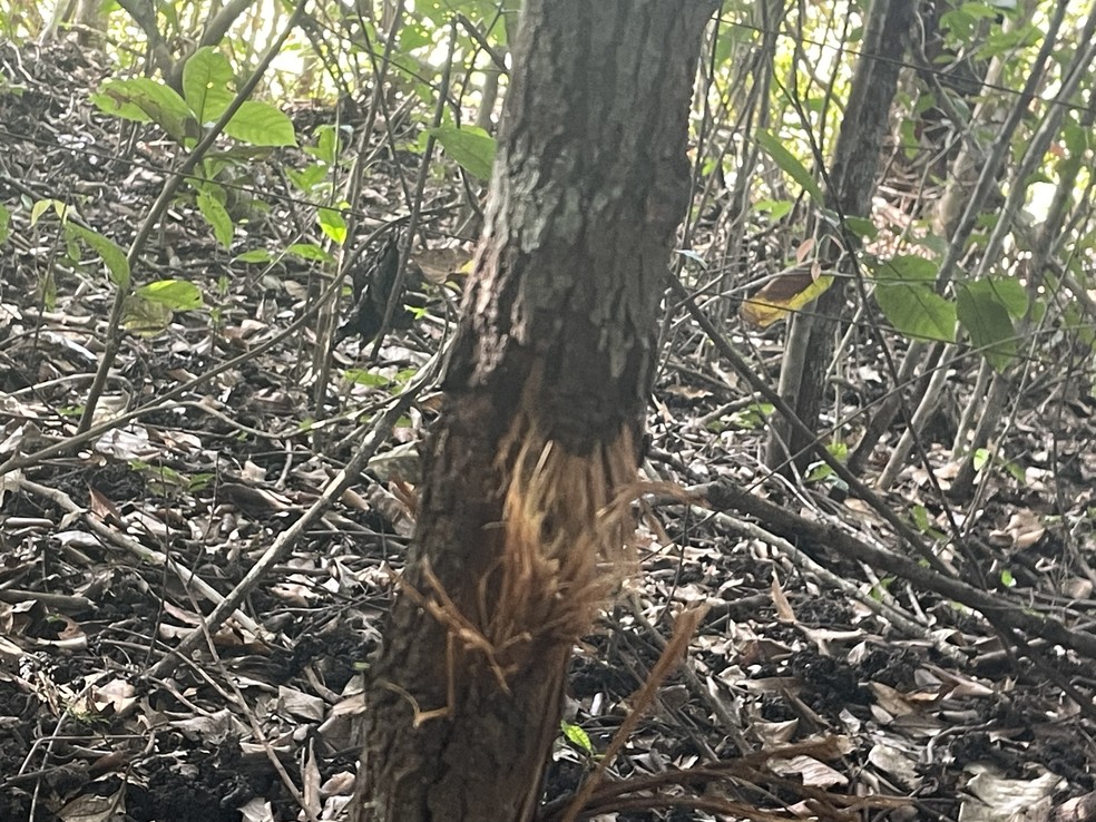 Confrontos da Operação Canguçu deixam marcas de tiros na vegetação do local — Foto: Divulgação/Polícia Militar