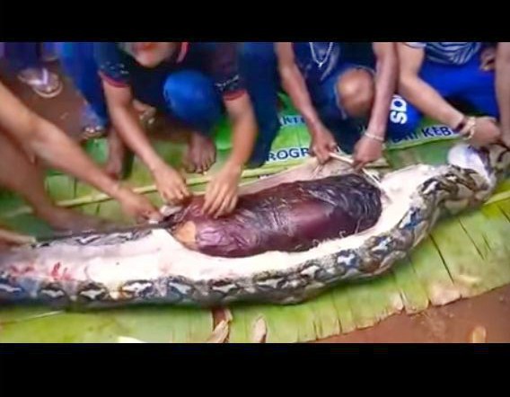 Corpo de mulher é retirado de píton de 7 metros na Indonésia (Foto: Reprodução / YouTube)