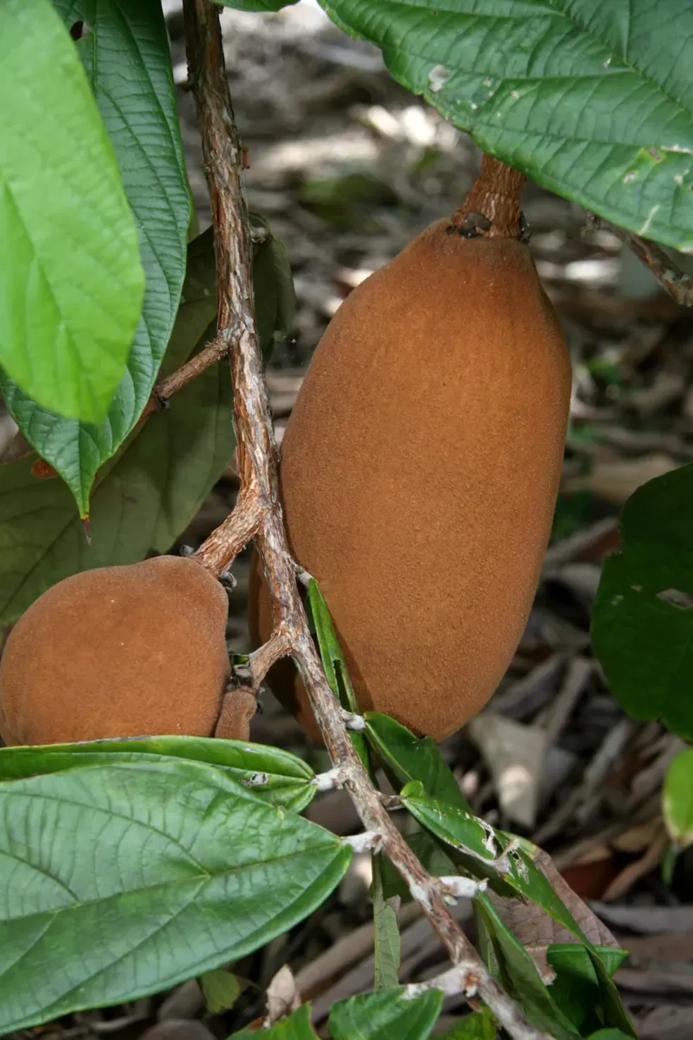 O cupua&ccedil;u pertence ao mesmo g&ecirc;nero que o cacau &mdash; Foto: GETTY IMAGES
