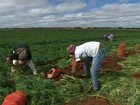 Na Bahia, a falta de chuva afeta até quem tem lavouras irrigadas