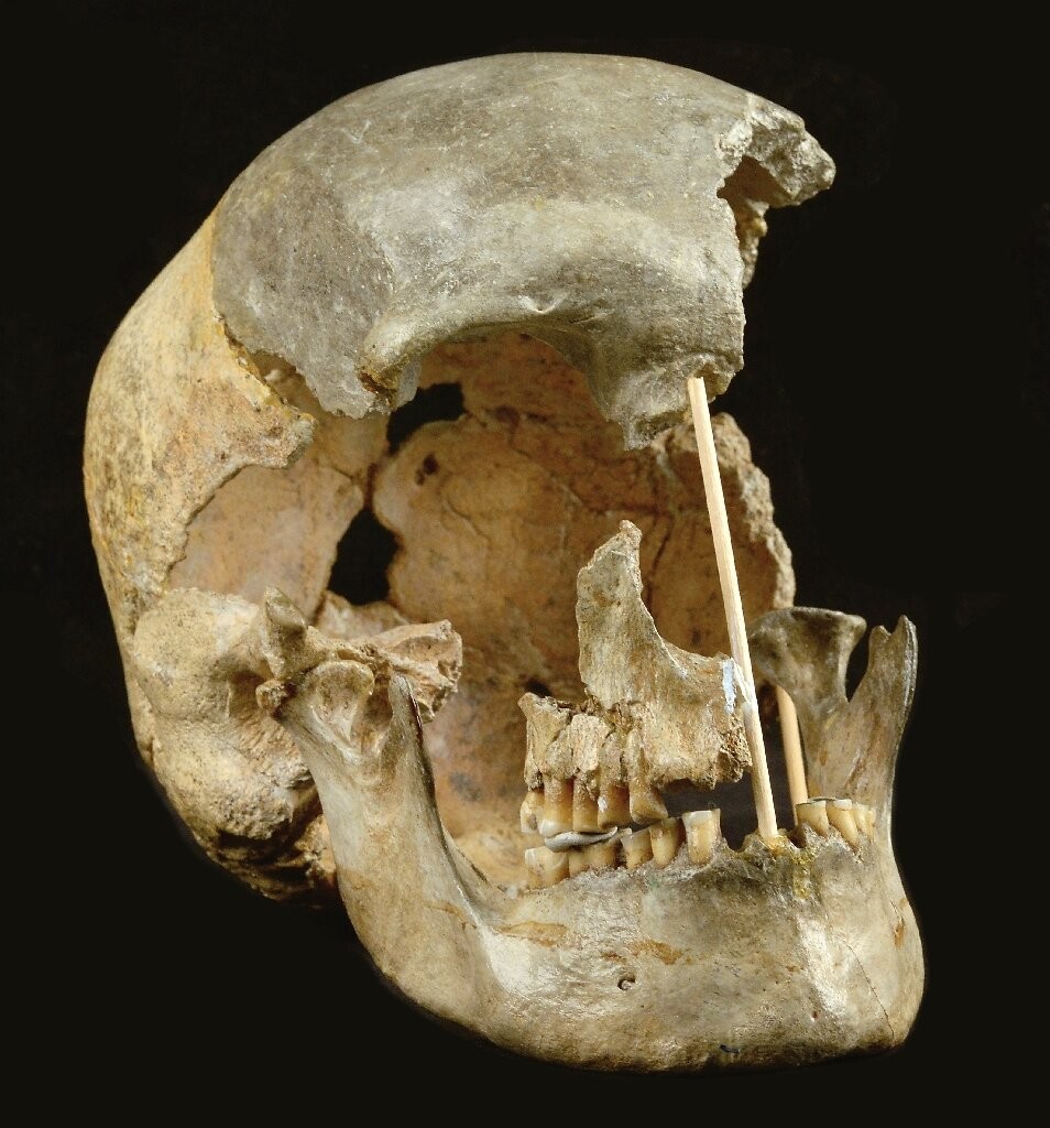 Crânio de Homo Sapiens, hominídeo que se beneficiou de genes ligados à criatividade  (Foto: National Museum of Prague)