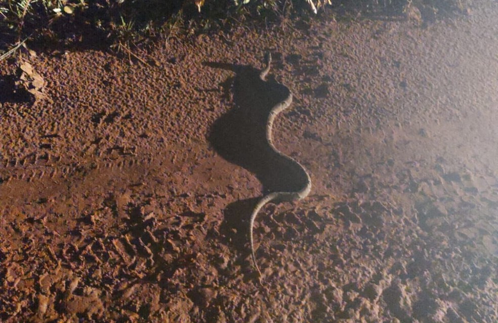 Cobra cascavel estava na garagem de uma residência — Foto: PMA/ Reprodução