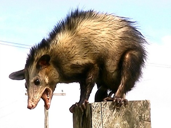 Confira animais exóticos por trás do verde amazônico - Conexão Noticias