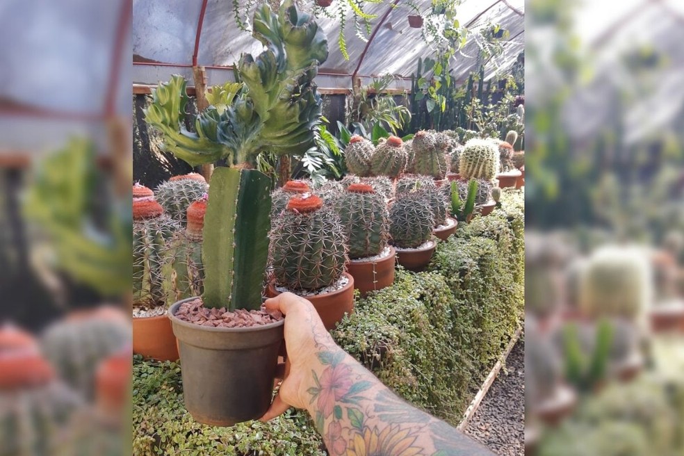 João Luiz de Oliveira considera que cuidar das plantas é como terapia — Foto: João Luiz de Oliveira /Arquivo Pessoal