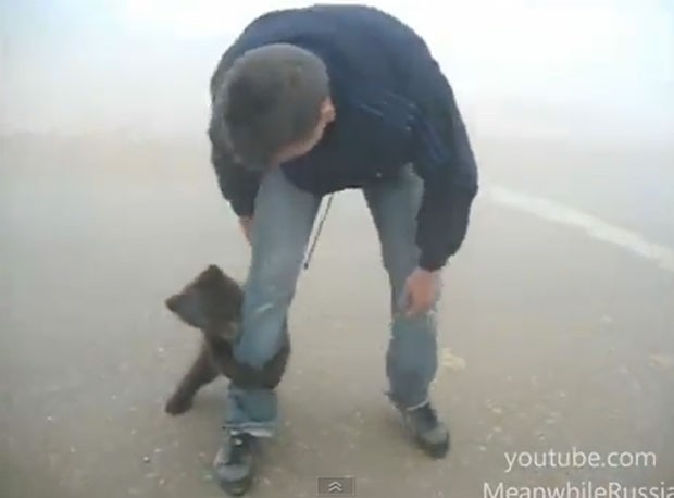 Vídeo mostra ursinho 'tacando' homem. (Foto: Reprodução)