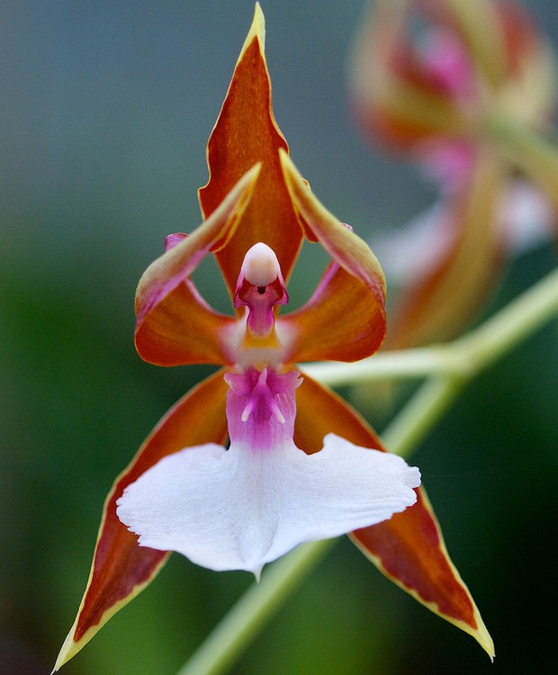 Orquídea-bailarina (Foto: Reprodução/ Tudo Sobre Plantas)