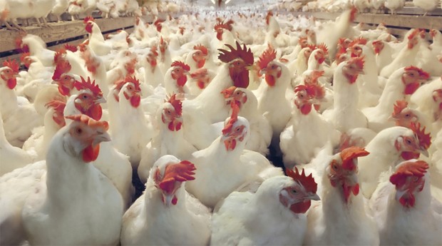 Frangos: empresa vai ampliar o abate diário de 70 mil para 120 mil aves (Foto: Reprodução)