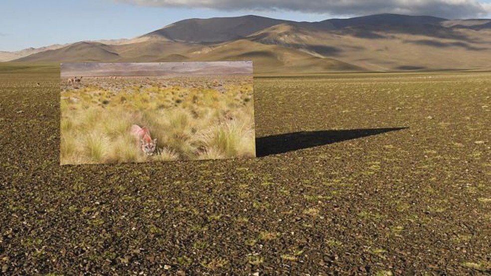 Os pumas mudaram o cenário dos altiplanos na Argentina — Foto: Passion Pictures/BBC