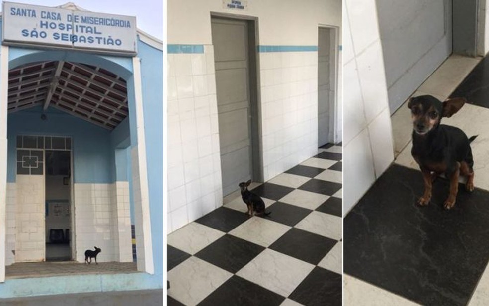 Cãozinho ficou na porta de hospital e tentava entrar para acompanha idosa doente (Foto: Blog Itambé Agora)