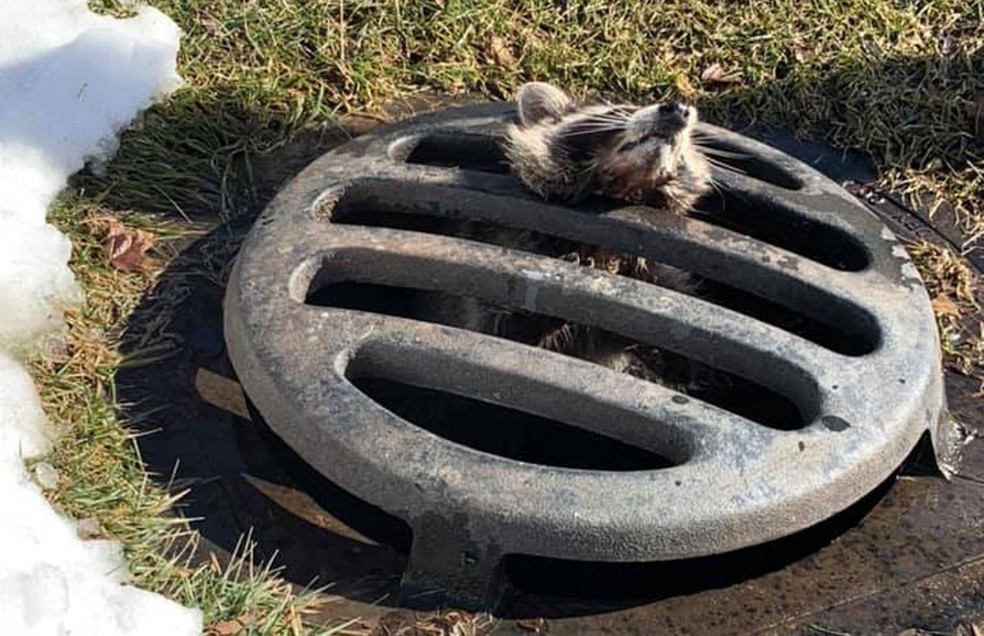 Guaxinim Ã© resgatado apÃ³s entalar cabeÃ§a em tampa de bueiro nos EUA â€” Foto: Lawrence Police Department