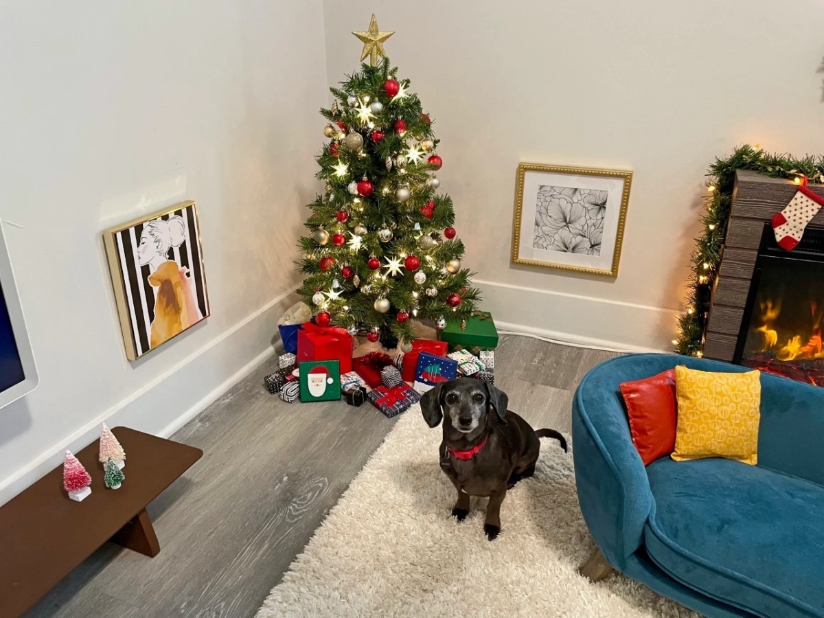 A decoração da mini sala de estar vai mudando de acordo com as datas festivas do ano (Foto: Site The Worlds Best Dog Dad/ Divulgação)