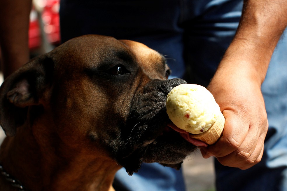  Cachorro toma sorvete especial para cães na Cidade do México; cachorros também sofrem de diabetes (Foto: Reuters/Carlos Jasso)
