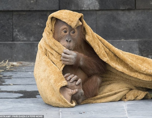 Berani aconchegado em um cobertor (Foto: Koen Hartkamp)