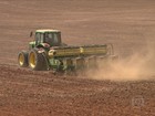 Preço baixo reduz ânimo do produtor e áreas de plantio do feijão no PR