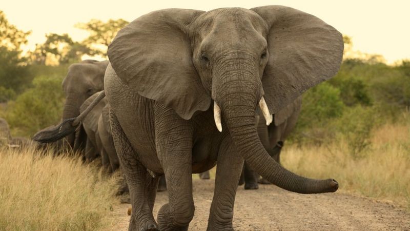 BBC Os elefantes usam suas orelhas para se refrescar (Foto: Getty Images via BBC)