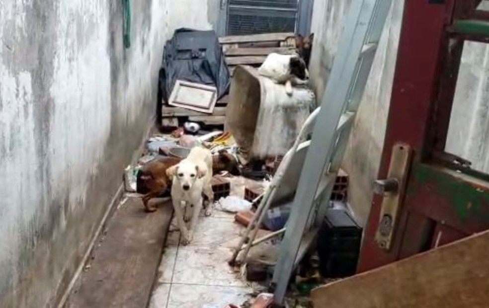 Polícia encontra mais de 30 animais em situação de maus-tratos em Boituva (SP) — Foto: Polícia Civil/Divulgação