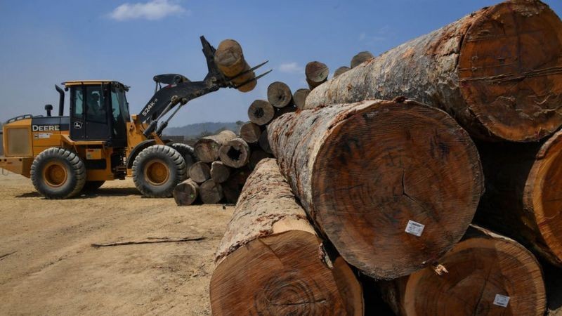 Os líderes mundiais se comprometeram a parar e reverter o desmatamento (Foto: Getty Images via BBC News )