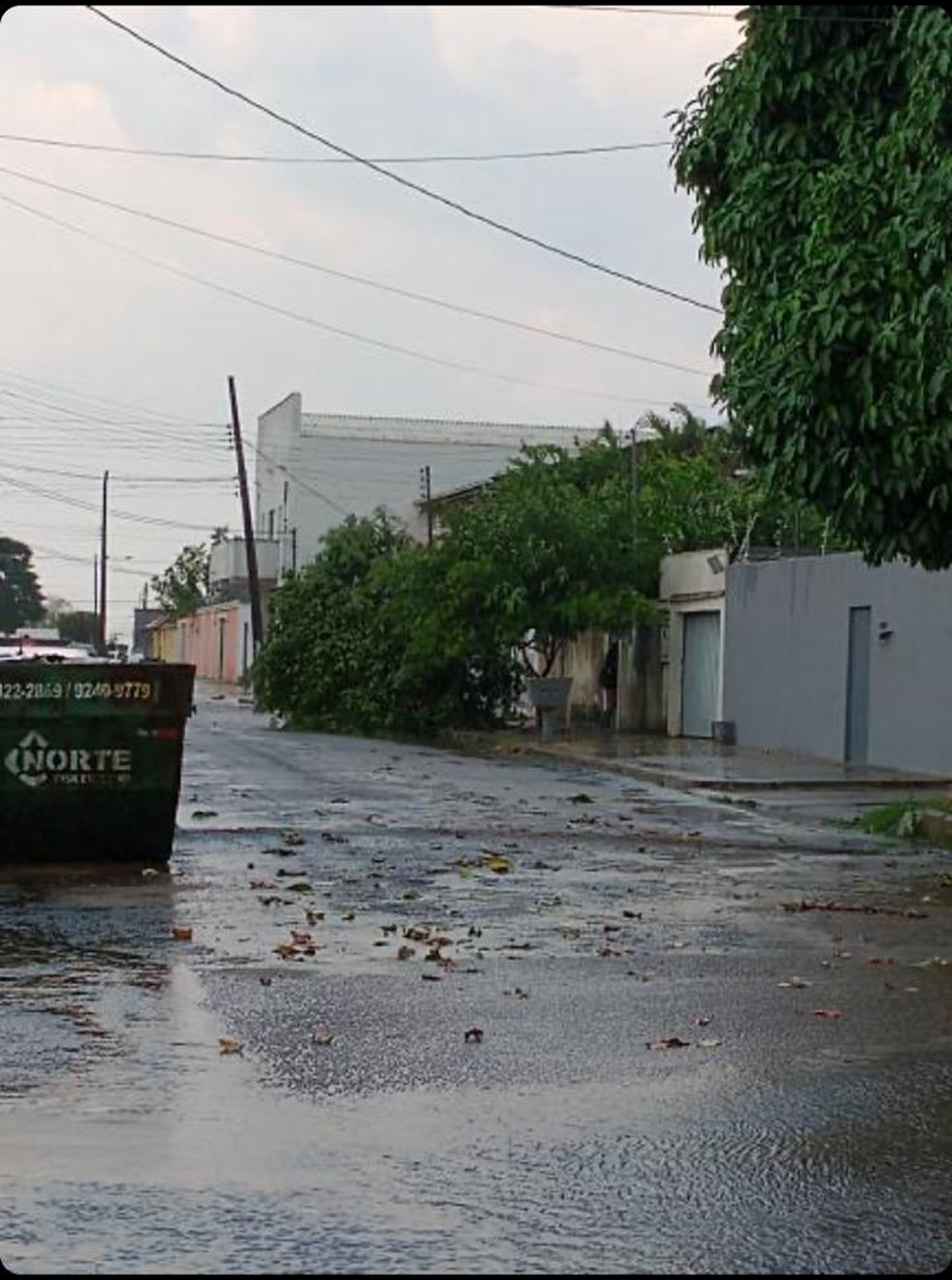 Temporal derruba árvore em Porto Velho — Foto: Mateus Melo/Arquivo pessoal