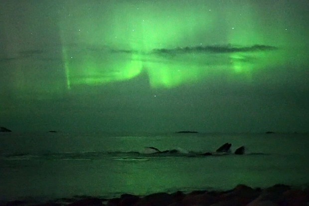 Equipe de televisão local filmou baleias sob luz da aurora boreal (Foto: BBC)