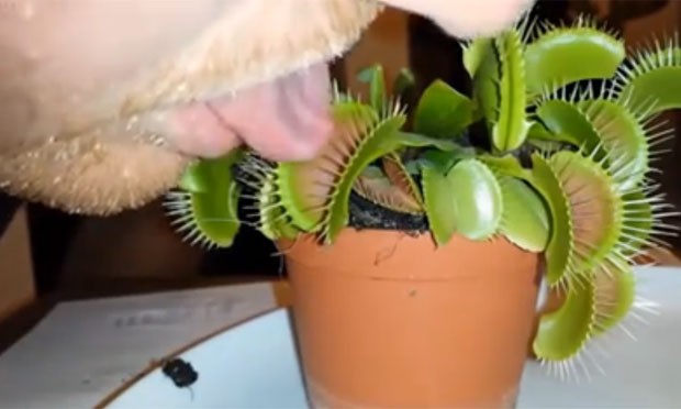 Jovem se deu mal ao colocar a língua em planta carnívora (Foto: Reprodução/YouTube/Freeman)
