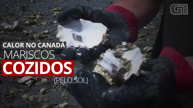 VÍDEO: Onda de calor cozinha mariscos e outros moluscos em praia no Canadá