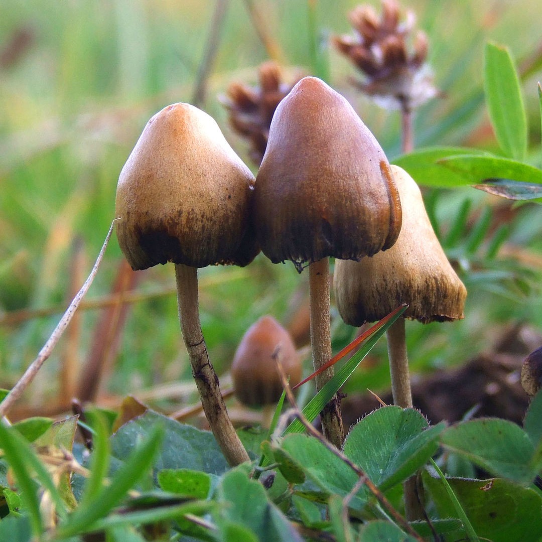 Cogumelo alucinógeno Psilocybe semilanceata (Foto: Mushroom Observer/Wikimedia Commons)