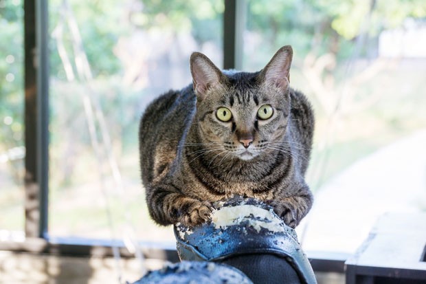gray striped cat scratching a black chair. (Foto: Getty Images/iStockphoto)