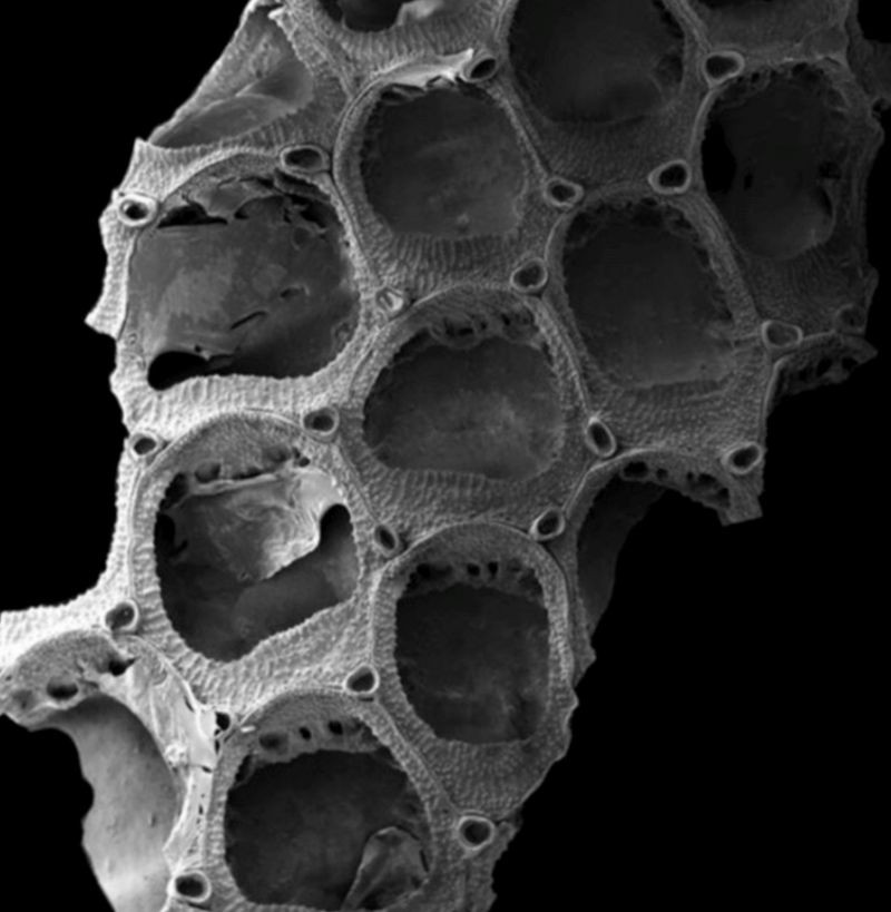 Gemarite Anthropora se alimenta de partículas de alimentos suspendidas en el agua (Foto: Atlas vía BBC)