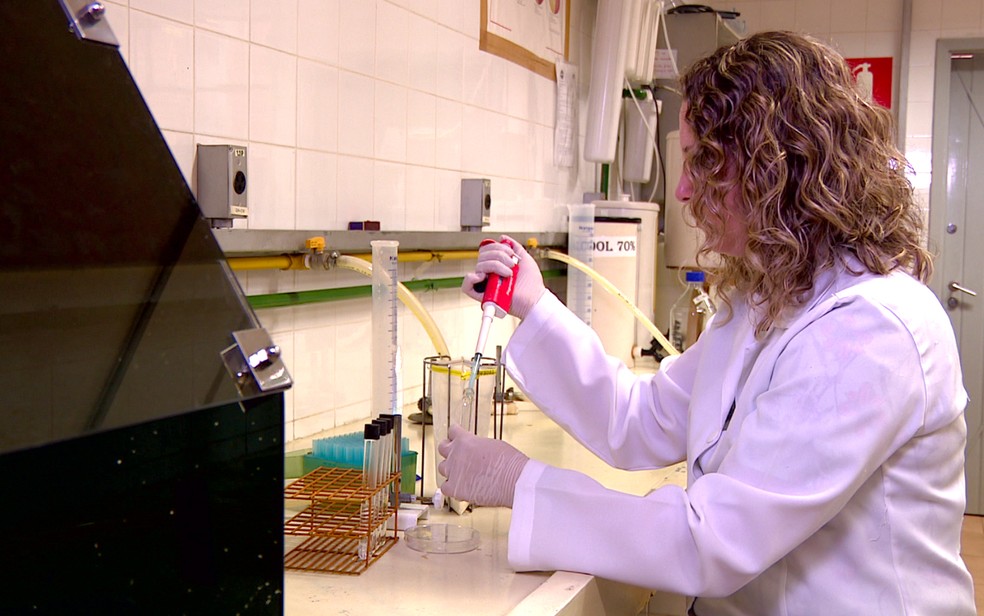 Fernanda Bovo, pesquisadora da Unicamp em Campinas, analisa ação de bactérias em queijos artesanais (Foto: Vanderley Duarte/EPTV)